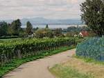 Blick durch die Weinreben der Reichenau auf den Untersee und ...