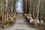 Blick aus dem T�gerwiler Wald mit frisch gef�llten B�umen auf ...