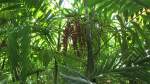 Die Fr�chte einer Betelplame am 31.12.2011 in Phuket.  ...