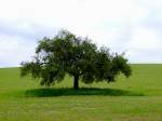 Einsam u. verlassen steht der Apfelbaum mit seinen Fr�chten auf weiter Flur;110731