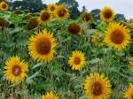 Sonnenblumenbl�ten in unterschiedlichen Reifungsstadien;110731   ...
