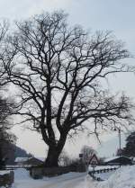 Diese alte Eiche im Brixlegger Matzen Park steht unter Naturschutz.(4.2.2012) ...
