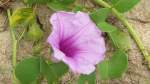 Diese rosarote Bl�te steht am Strand von Phuket. Die Aufnahme ...