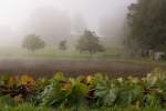 Herbstliche Landwirtschaftsfl�che am s�dllichen Ortsrang von T�gerwilen TG (05.10.2008)  ...