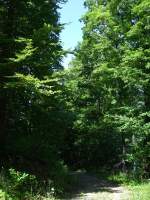 Wald, Weg ...  p.h. 21.08.2007
