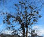 In diesem Ahornbaum wachsen viele Misteln. Bei Brixlegg, am 24.2.2012. ...