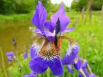 Die blaue Teichlilienbl�te erh�lt Verst�rkung;120513