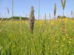 Wiesenfuchsschwanz-Gras, bl�hend, am 17.05.2012