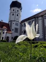 Tulpe im Schlosshof in Illertissen, am 17.05.2012