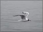 Der Flug einer M�we �ber dem Vierwaldst�tter See, von einem ...