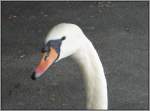 V�gel, Wasserv�gel Charakterkopf - Ein Schwan auf der Uferpromenade in Luzern. (Juli 2007)