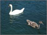 V�gel, Wasserv�gel Schwan mit Nachwuchs, aufgenommen am Vierwaldst�tter See bei Luzern. (Juli 2007)