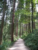 Moseltal Der Waldweg zwischen Moselkern und Burg Eltz.
(August 2007)