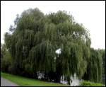 Trauerweide... fotografiert in Duisburg-Bissingheim. ...  Leyla Acar 08.09.2007
