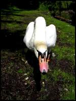 V�gel, Wasserv�gel 'Angriff ist die beste Verteidigung'... Schwan im Kaisergarten von Oberhausen.