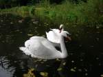 Jerichower-Land Ein Schwanenp�rchen und Enten auf dem Dorfteich in Detershagen ( 09.09.2007 )