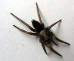 Insekten und Spinnen irgendeine von diesen Spinnen; 11.09.2007

