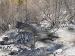 Rh�netal Verkohlter Baumstamm nach dem Waldbrand bei Arbaz im Wallis am 17.04.2007