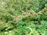 Ruhrgebiet Beeren und Bl�ten im September am Bahnsteig Bochum Nokia.
(13.09.2007)