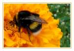 Insekten und Spinnen Hummel auf einer Tagetesbl�te