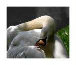 V�gel, Wasserv�gel Er kann auch anders... Schwan fotografiert im Kaisergarten Oberhausen.