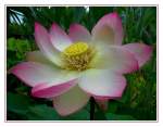 Bl�ten- und Kleinpflanzen Indische Lotosblume... bl�ht zur Zeit im Botanischen Garten Bochum.