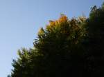 Herbst Herbstliche Farben in herbstlich tiefem Licht auf dem Kohlberg zwischen Schleusingen und Eiserner Hand (Th�ringer Wald).   16.09.2007