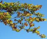 Herbst Es wird wieder Herbst und der 'malt die Bl�tter an' - 16.09.2007
