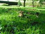 Pilze 'Pilzwiese' 070921
