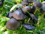 Pilze absterbende Pilze in einer Wiese; 070921