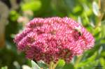 Bl�ten- und Kleinpflanzen Fette Henne im Altweibersommer 23.09.2007