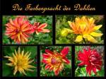 Bl�ten- und Kleinpflanzen Die Dahlien-Fotos habe ich am Wochenende in einem Blumenfeld bei Uedem gemacht.