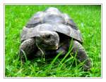 Reptilien Das ist Kalle... eine 8 Jahre alte maurische Landschildkr�te. Kalle lebt in Oberhausen-Osterfeld und ist auf der Suche nach einer Partnerin auf Lebenszeit.