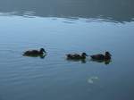 V�gel, Wasserv�gel Familienausflug.  (Hafnersee am Morgen des 16.08.2007)