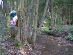 Innviertel 'Waldgeist' bzw. ein gelandeter Luftballon hat sich in den B�umen verfangen; 071007