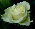 Bl�ten- und Kleinpflanzen Rosenknospe