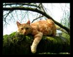 Haustiere Mein Kater Peppino genie�t auf unserem Kirschbaum die sonnigen Herbsttage.