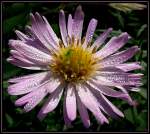 Bl�ten- und Kleinpflanzen Morgentau auf einer Garten-Aster (Callistephus chinensis) ... bestimmt mittels http://www.wildpflanzenfotos.de