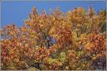 L�neburger Heide Herbst im Uelzener Stadtforst. 07.10.2007