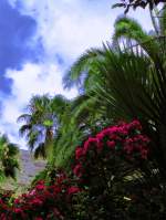 Teneriffa Boten des S�dens.
Aufn.2005 Kanaren
