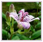 Bl�ten- und Kleinpflanzen Behaarte Kr�tenlilie - Tricyrtis pilosa Wall... Fotografiert im Botanischen Garten der Ruhr-Universit�t Bochum