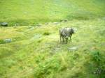 Nutztiere Ein SCHNAPPSCHUSS zwischen Oberalppass und N�tschen aufgenommen aus einem fahrenden Zug am 07.08.2007..