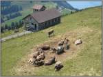 Nutztiere K�he an einer Tr�nke auf der Rigi-Kulm, daneben eine Kapelle. (20.07.2007)