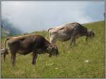 Nutztiere Nach gut einer Stunde verzogen sich die Wolken wieder langsam von der Rigi-Kulm, und die Sicht wurde besser. Ob den K�hen der Unterschied gro� auff�llt? (20.07.2007) 
