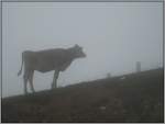 Nutztiere Begegnung in den Wolken auf der Rigi-Kulm. (20.07.2007)