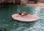 Zootiere Seerobbe im Krefelder Zoo - 'ich bin pappe satt, erst mal siesta machen'