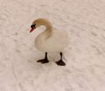 V�gel, Wasserv�gel Winter 199_ in Rheinhausen - 'jetzt bekomm ich doch so langsam kalte F��e'