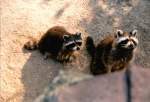 Zootiere Waschb�ren im Duisburger Zoo - 'ohne Worte'