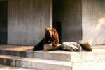 Zootiere Braunb�r im Duisburger Zoo - 'man geht es mir doch heute gut'