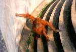 Zootiere Orang Utan im Duisburger Zoo beim Eicheln sammeln - ' den Nachtisch h�ttet ihr mir auch anders servieren k�nnen'